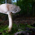 The Fungi world (437) : Deer mushroom
