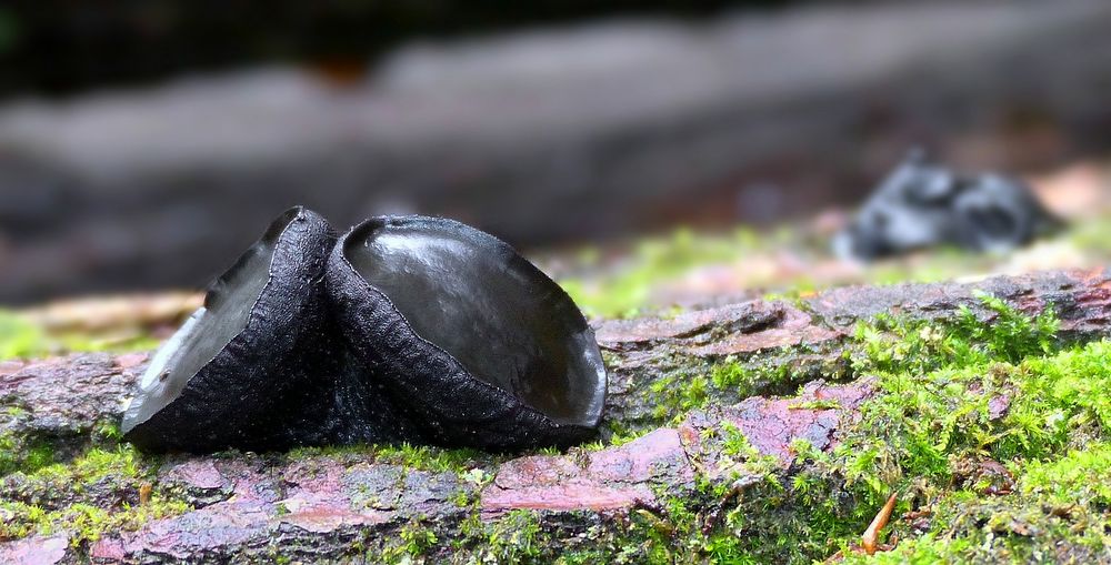 The Fungi World (438) : Black Bulgar