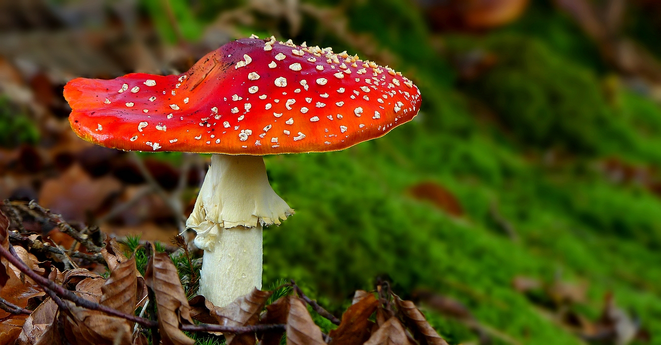 The Fungi World (439) : Fly Agaric