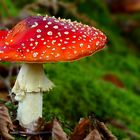 The Fungi World (439) : Fly Agaric