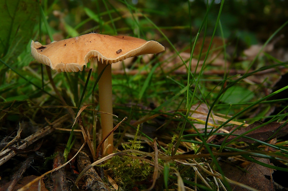 The Fungi world (44) : Russet Toughshank