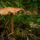 The Fungi world (44) : Russet Toughshank