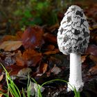 The Fungi World (440) : Magpie Inkcap