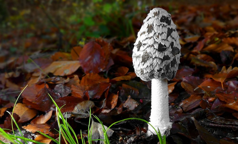 The Fungi World (440) : Magpie Inkcap