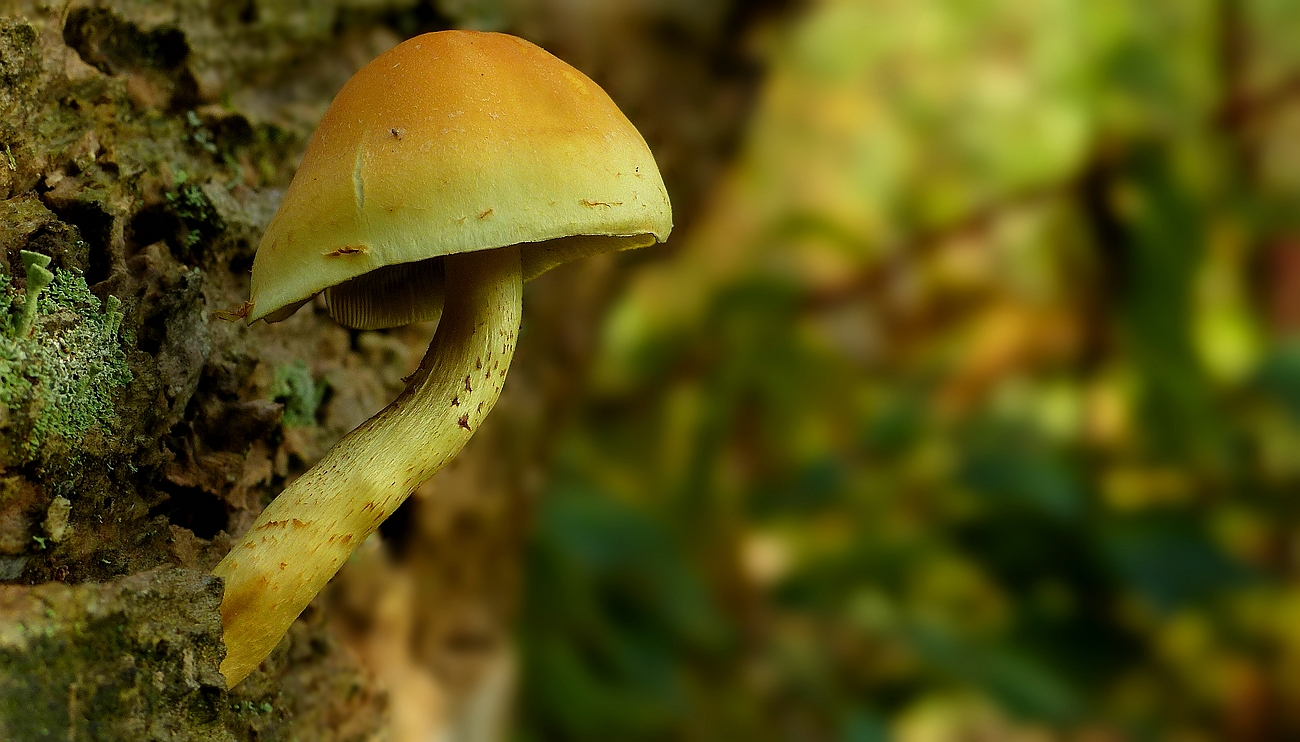 The Fungi World (441) : Sulphur tuft