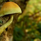 The Fungi World (441) : Sulphur tuft