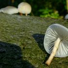 The Fungi World (442) : Porcelain Fungus