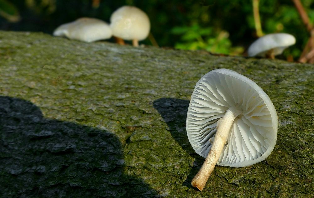 The Fungi World (442) : Porcelain Fungus