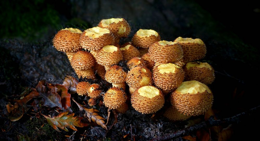 The Fungi world (443) : Shaggy scalycap