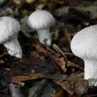 The Fungi World (444) : Common Puffball