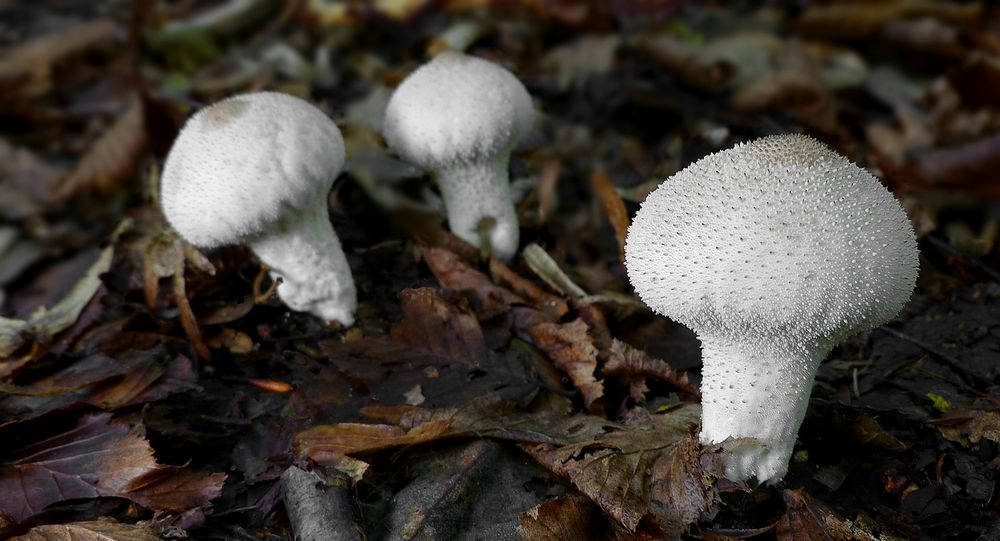 The Fungi World (444) : Common Puffball