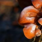 The Fungi World (445) : Judas's Ear