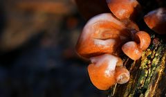 The Fungi World (445) : Judas's Ear