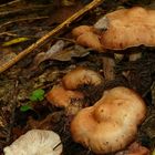 The Fungi world (45) : Cortinarius nemorensis