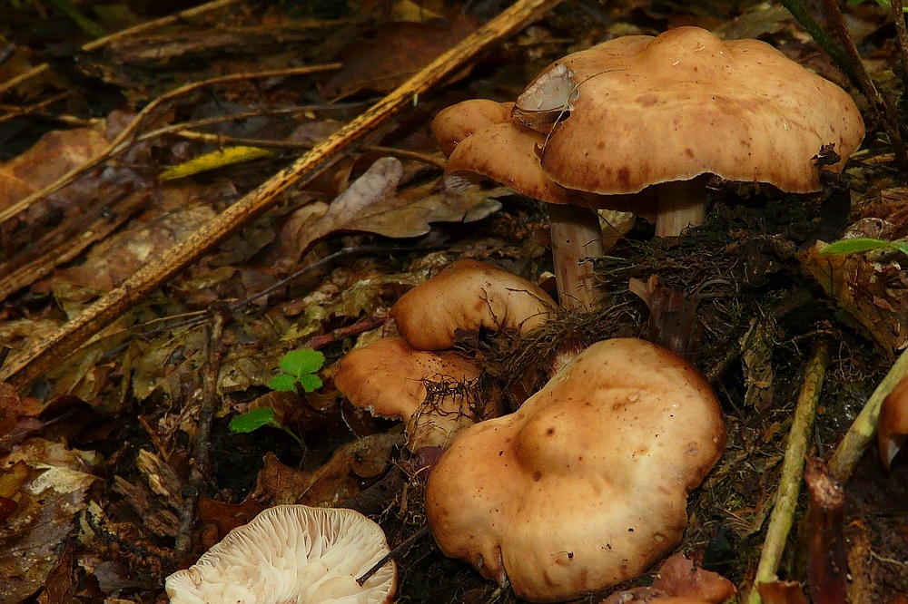 The Fungi world (45) : Cortinarius nemorensis