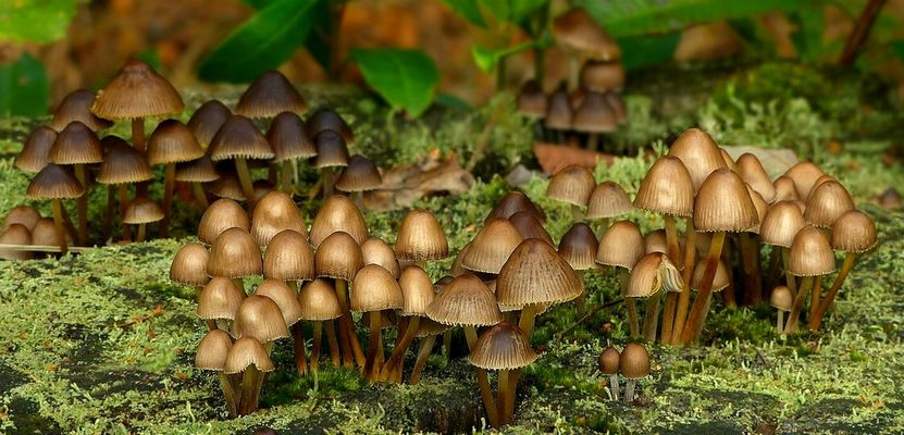 The Fungi World (451) : Clustered Bonnet