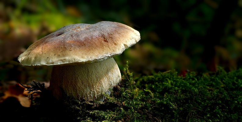The Fungi World (452) : Penny Bun