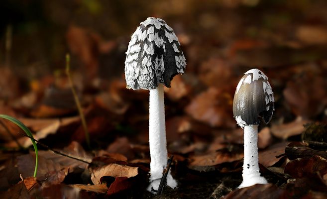 The Fungi World (453) : Magpie Inkcap