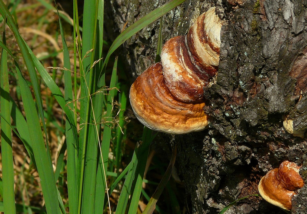 The Fungi world (46) : Ganoderma adspersum