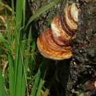 The Fungi world (46) : Ganoderma adspersum