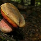 The Fungi world (47) : Scarletina Bolete