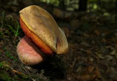 The Fungi world (47) : Scarletina Bolete