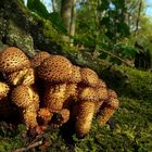 The Fungi world (48) : Shaggy scalycap