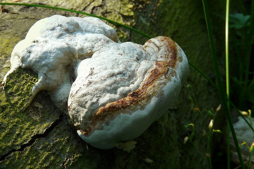 The Fungi world (49) : White Trametes