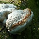 The Fungi world (49) : White Trametes