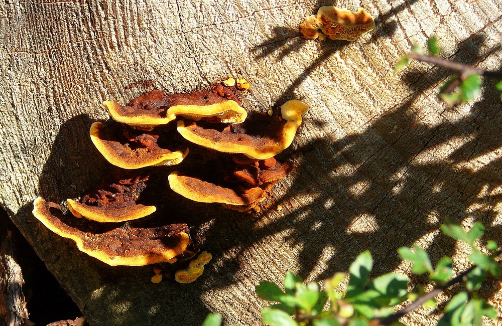 The Fungi world  (5) : Velvet-top fungus