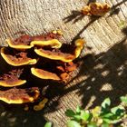 The Fungi world  (5) : Velvet-top fungus