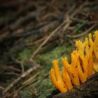 The Fungi world (50) : Yellow Stagshorn