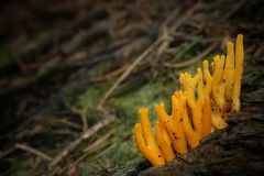 The Fungi world (50) : Yellow Stagshorn