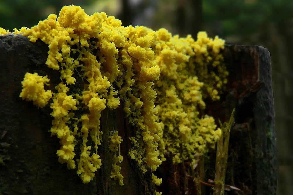 The Fungi world (51) : Dog vomit slime mold
