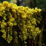 The Fungi world (51) : Dog vomit slime mold