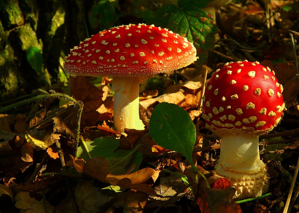 The Fungi world (52) : Fly Agaric