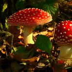 The Fungi world (52) : Fly Agaric