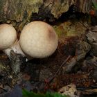 The Fungi world (53) : Pestle Puffball