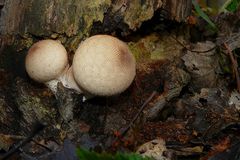 The Fungi world (53) : Pestle Puffball