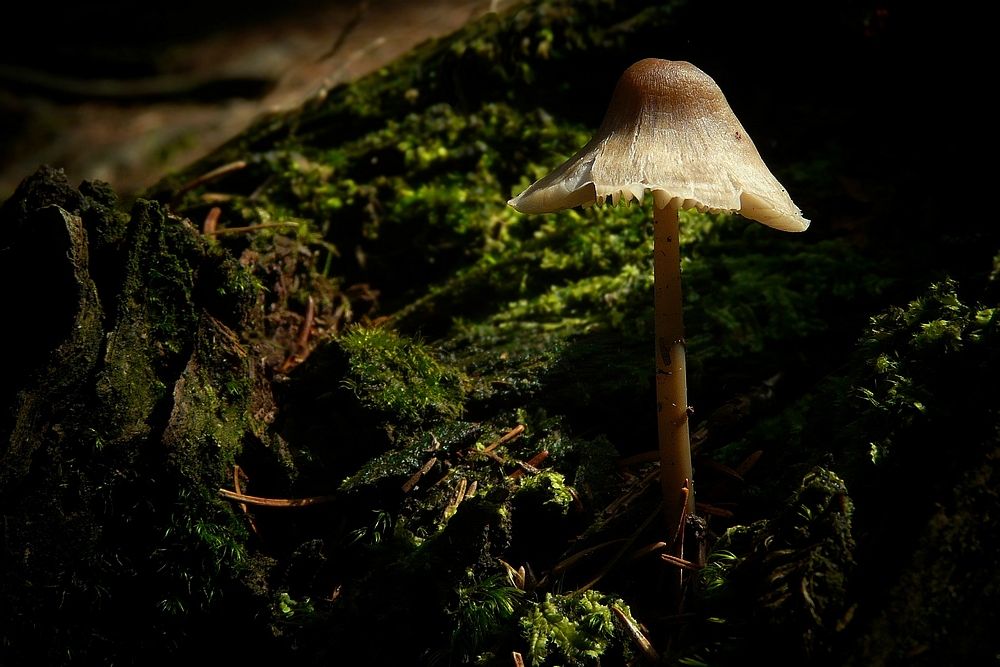 The Fungi world (54) : Sphagnum Greyling