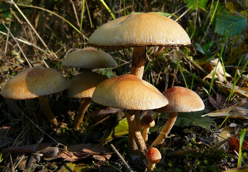 The Fungi world (55) : Weeping Widow