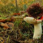 The Fungi world (57) : Rosy Brittlegill