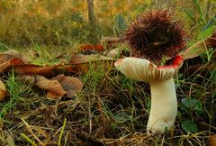 The Fungi world (57) : Rosy Brittlegill