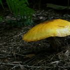 The Fungi world (58) : Common Rustgill