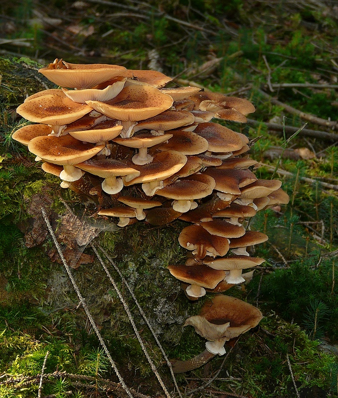 The Fungi world (59) : Honey Fungus