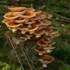 The Fungi world (59) : Honey Fungus