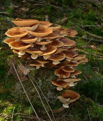 The Fungi world (59) : Honey Fungus