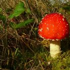 The Fungi world (6) : Fly agaric