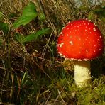 The Fungi world (6) : Fly agaric