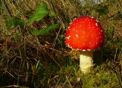 The Fungi world (6) : Fly agaric